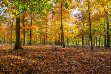autumn forest in national park De hoge Veluwe in the Netherlands