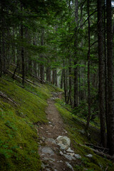 Fototapeta premium Narrow Trail Cuts Through Mossy Forest Floor On Steep HIllside