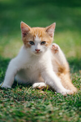 Little kitten hunting in green grass on the garden. Pets and animals photography