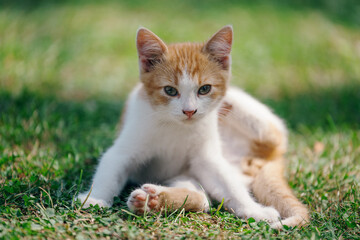 Little kitten hunting in green grass on the garden. Pets and animals photography