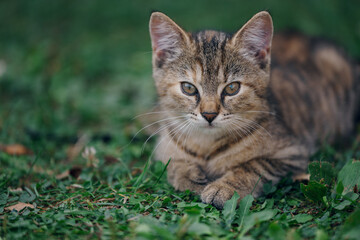 Little kitten hunting in green grass on the garden. Pets and animals photography