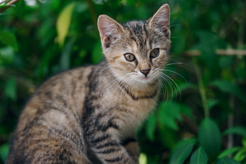 Obraz premium Little kitten hunting in green grass on the garden. Pets and animals photography
