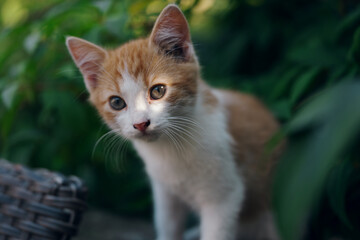 Little kitten hunting in green grass on the garden. Pets and animals photography