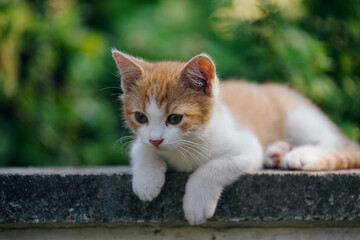 Little kitten hunting in green grass on the garden. Pets and animals photography
