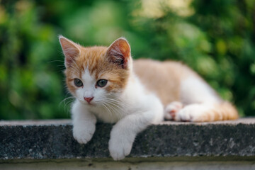 Little kitten hunting in green grass on the garden. Pets and animals photography