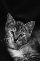 Little kitten hunting in green grass on the garden. Pets and animals photography