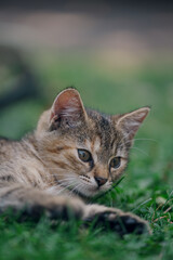 Little kitten hunting in green grass on the garden. Pets and animals photography