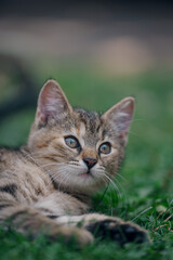 Naklejka premium Little kitten hunting in green grass on the garden. Pets and animals photography