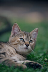Little kitten hunting in green grass on the garden. Pets and animals photography
