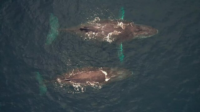 Humpback whales spouting in the tropical Indian Ocean