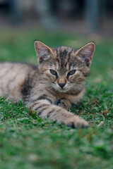 Little kitten hunting in green grass on the garden. Pets and animals photography