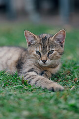 Little kitten hunting in green grass on the garden. Pets and animals photography