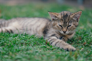 Little kitten hunting in green grass on the garden. Pets and animals photography