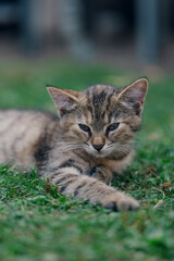 Little kitten hunting in green grass on the garden. Pets and animals photography