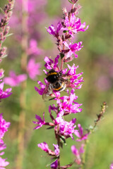 A bumblebee feeding on vibrant pink flowers in a sunny garden during early summer