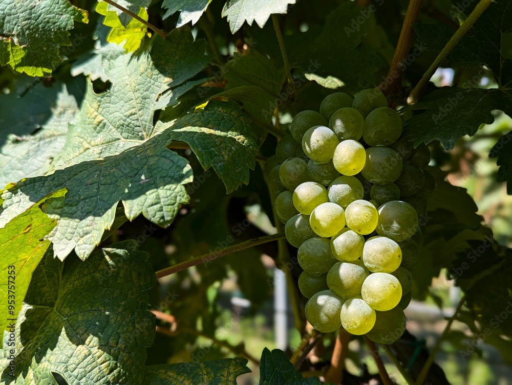 Wall mural bunch of grapes (kakheti, georgia)