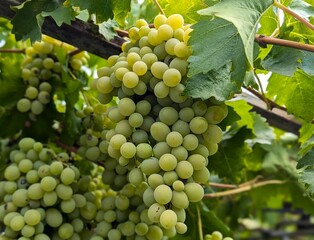 Bunch of grapes (Kakheti, Georgia)