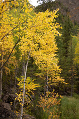 Fototapeta premium Bright yellow autumn birch leaves adorn trees in picturesque forest landscape against backdrop of fir trees and high cliffs, conveying essence of autumn season in nature.