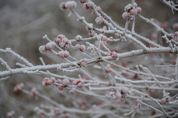 snow covered branches