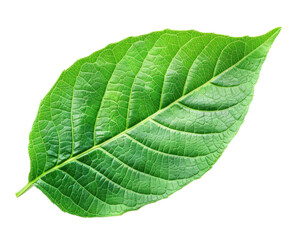 A vibrant green leaf showcasing its intricate texture and natural beauty.