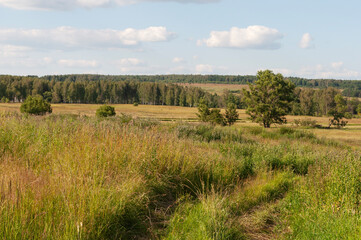 Obraz premium Country landscape, fields and meadows, forest in the distance, sunny summer day