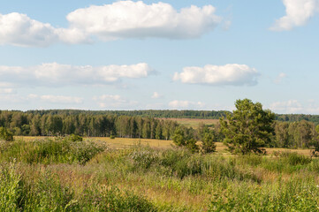 Country landscape, trees and meadows, forest in the distance, sunny summer evening