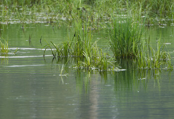 Grasses and reeds in a pond, water reflection of grasses and reeds, pond water reflection, pond landscape