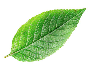 Fototapeta premium A vibrant green leaf showcasing its intricate vein structure and natural texture.