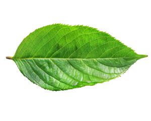 Obraz premium A vibrant green leaf showcasing its texture and structure.