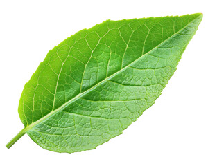 Obraz premium A close-up view of a vibrant green leaf showcasing its texture and veins.