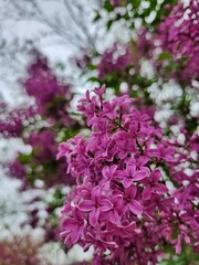 Close Up of Persian Lilac Tree Flowers
