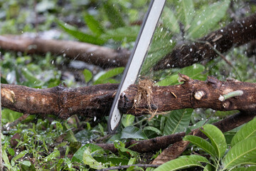Worker cuts branches from a fallen tree after storm with using a chainsaw.