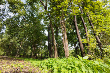 Subtropical forests can absorb large amounts of carbon dioxide from the atmosphere.