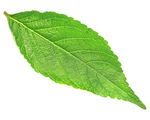 Obraz premium A single green leaf showcasing its texture and natural beauty.