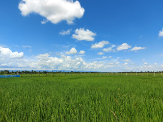 Green rice fields under a bright blue sky