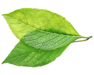 Two green leaves layered on top of each other, showcasing their texture and color variations.