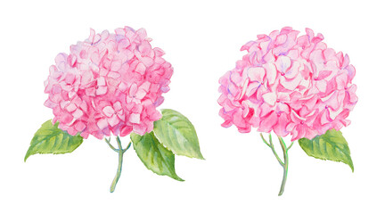 Pink hydrangea, watercolor hand painted illustration , flower, hydrangeas, watercolor, floral illustration, blossom, bloom