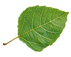 Obraz premium A detailed green leaf showcasing its veins and structure.