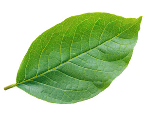 A vibrant green leaf showcasing its texture and natural beauty.