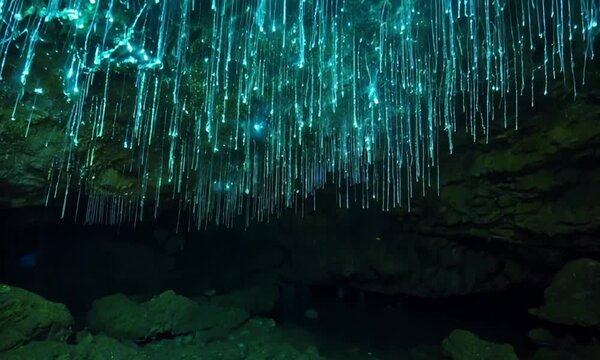Waitomo Glowworm Caves with Fireflies in a Pristine Secret Cave, Waikato, New Zealand