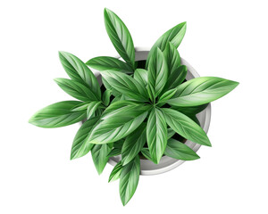 A top view of a lush green plant in a white pot, showcasing vibrant leaves.