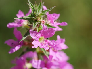 flowers on a meadow