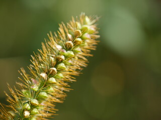 close up of a plant