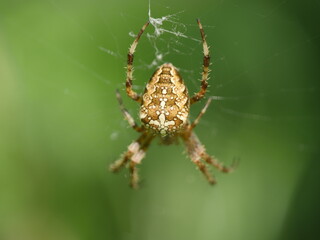 spider on a web
