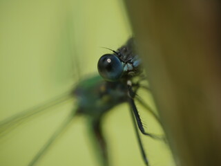 dragonfly close up