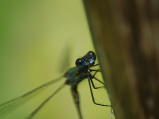 close up of a dragonfly