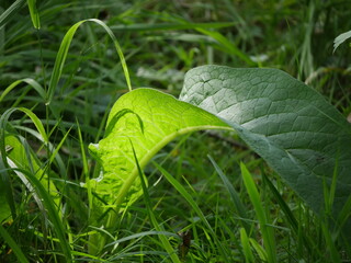 green leaf on a green grass