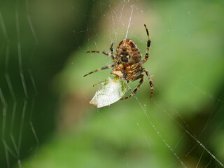 spider on the web
