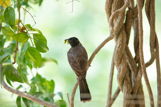 Red-vented bulbul with worm in its beak closeup shot 