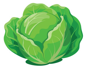 Cabbage vector illustration on white background